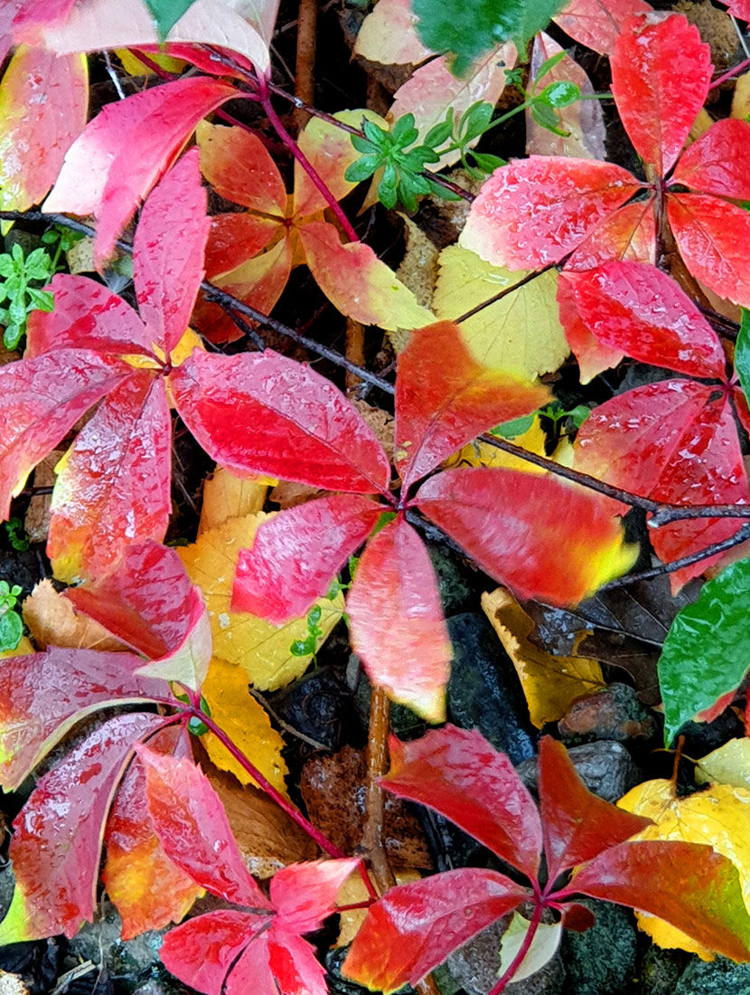 Herbsttipps Naturheilkunde