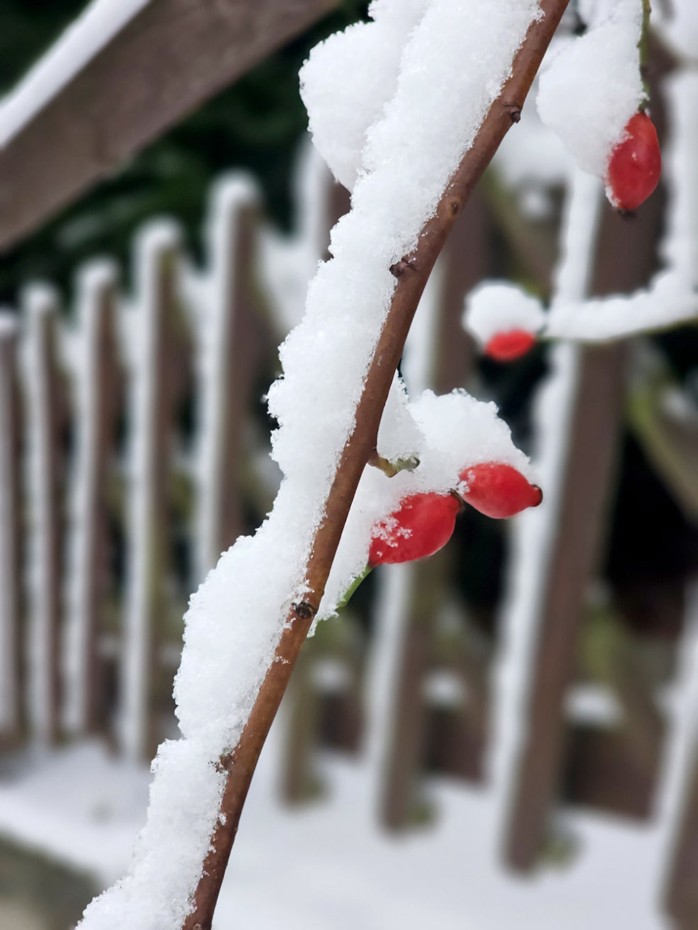 Wintertipps Naturheilkunde